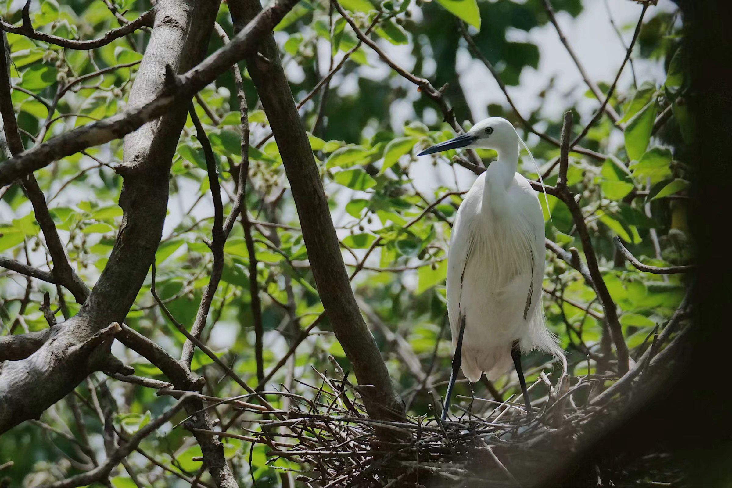 凯发k8官网内的小白鹭 凯发k8官网内的小白鹭